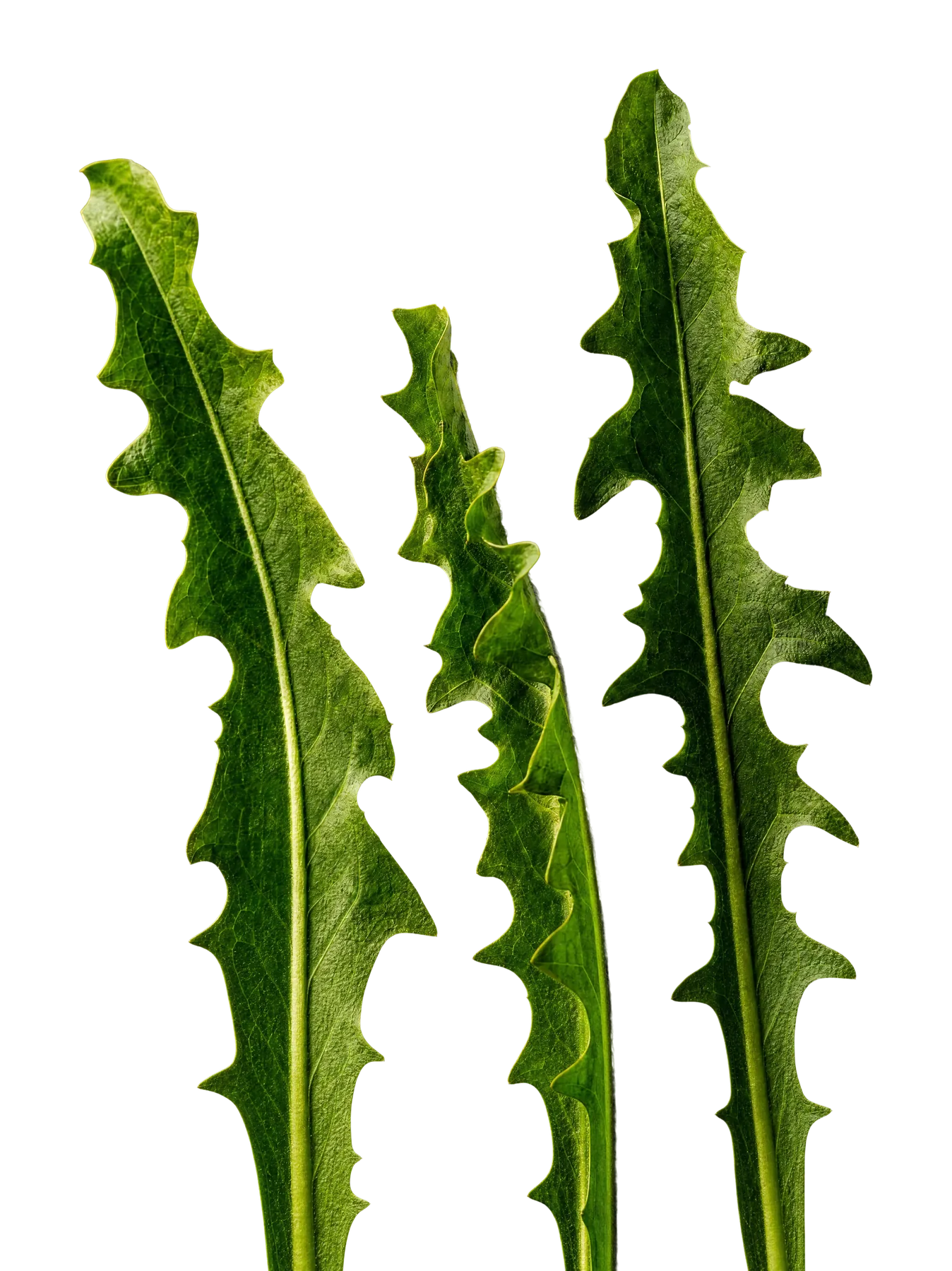 Dandelion leaf