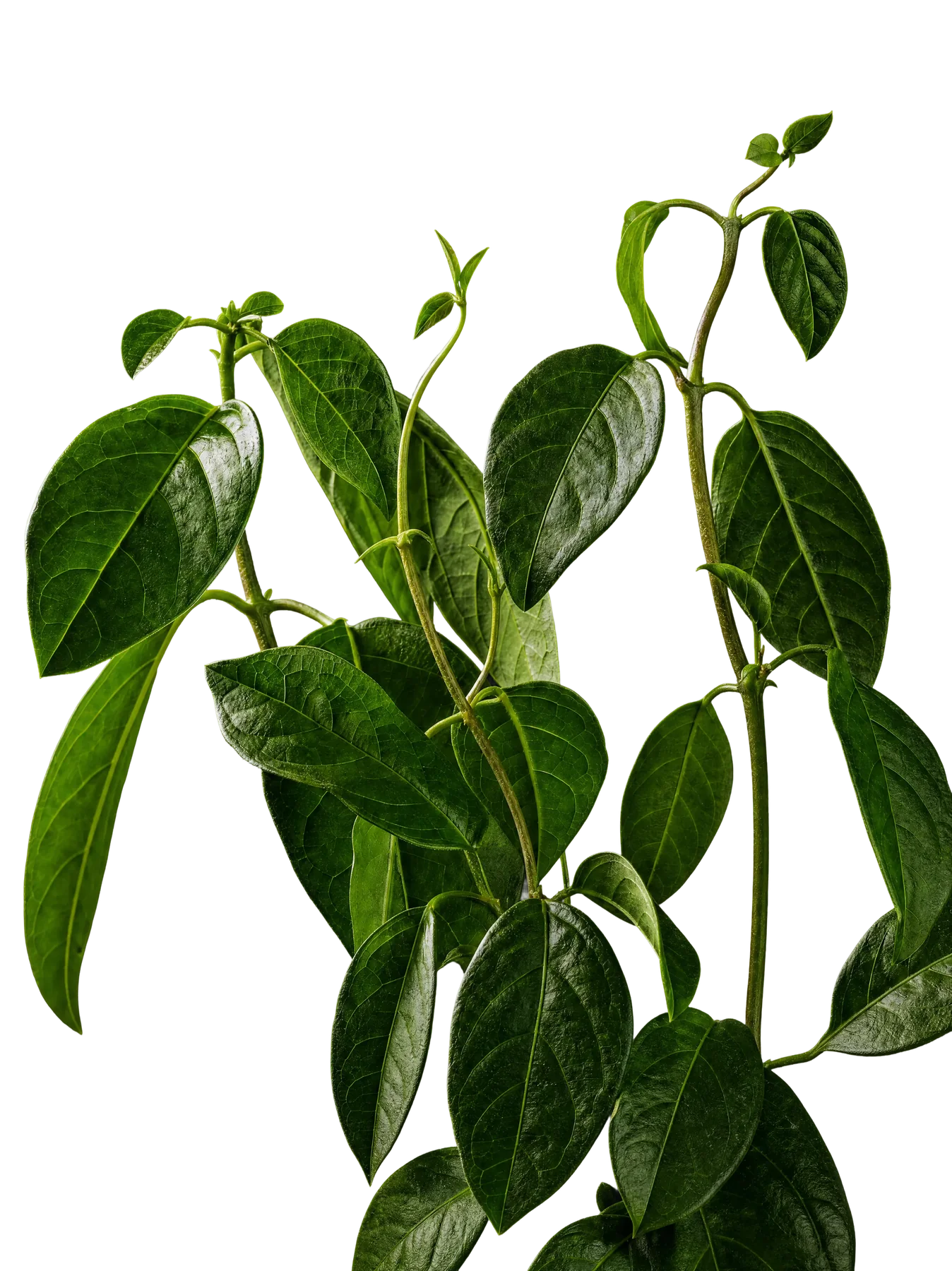 Gymnema Sylvestre
